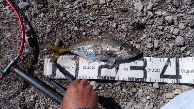 10/25釣果尺アジタチウオチヌグレサバ