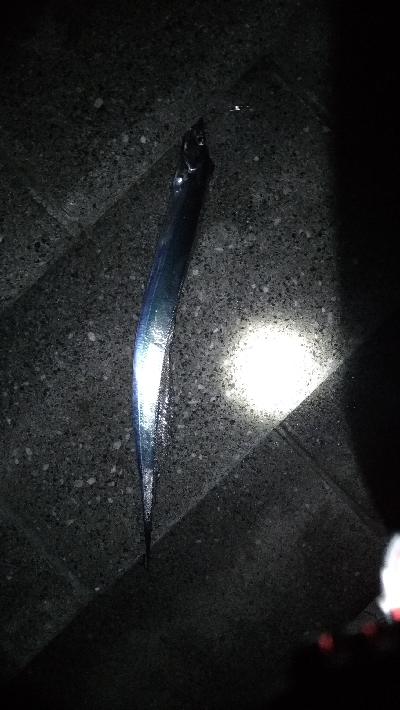 10/28釣果タチウオ尺アジチヌアイゴグレアナゴ