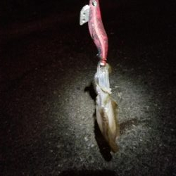 エギング　浦戸大橋下