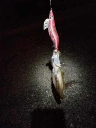 エギング　浦戸大橋下