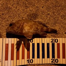 ショアジギングでロックフィッシュ&マダイ