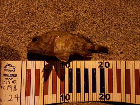 ショアジギングでロックフィッシュ&マダイ