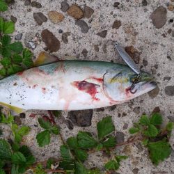 青物釣果