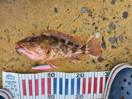 ショアジギングでロックフィッシュpart2