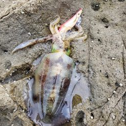 なかなかサイトには出てくれませんでした( ノД`)…