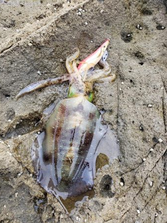 なかなかサイトには出てくれませんでした( ノД`)…