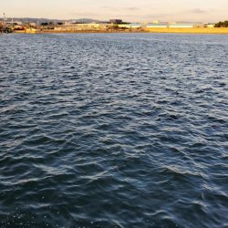 何でも釣れるやつ。