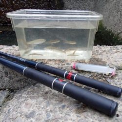 近所の水路で入れ食いを楽しむ(9)＋α