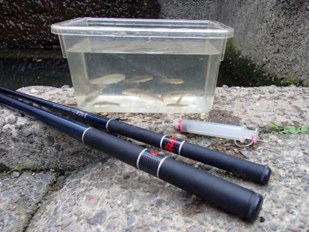 近所の水路で入れ食いを楽しむ(9)＋α