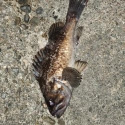 高砂港 アジ、メバル調査