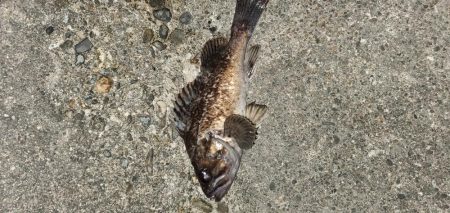 高砂港 アジ、メバル調査