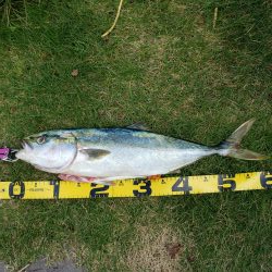 ナブラあるのになかなかヒットしないです( ノД`)…