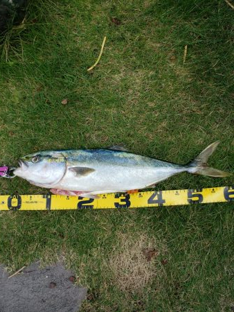 ナブラあるのになかなかヒットしないです( ノД`)…