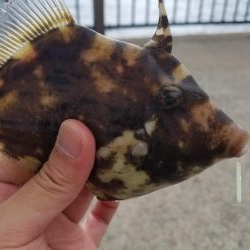 ようやくいいサイズのアオリ