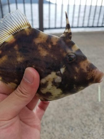 ようやくいいサイズのアオリ