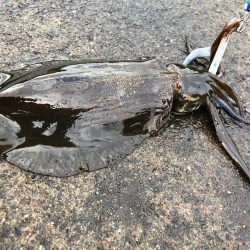 イカもたくさん。アジも良い形。