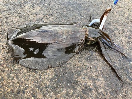 イカもたくさん。アジも良い形。