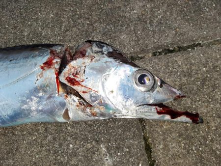 やっとタチウオ