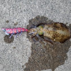 爆風ちゅらい！