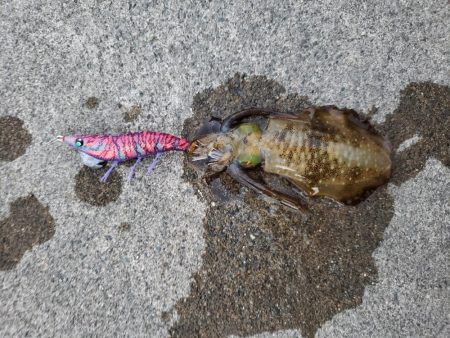 爆風ちゅらい！