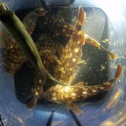 メバルは何処へ？(゜Д゜≡゜Д゜)?へ