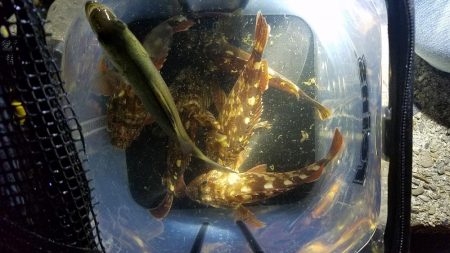 メバルは何処へ？(゜Д゜≡゜Д゜)?へ