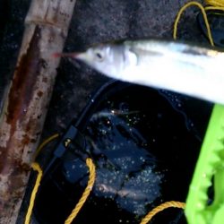 運動会の代休に