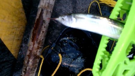 運動会の代休に