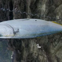 初心者磯釣り師ハマチを釣るの巻き