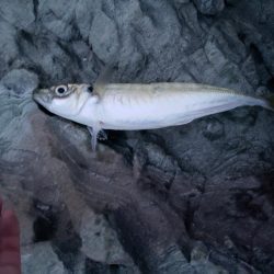 ヘケヘケッ！ちぶい！