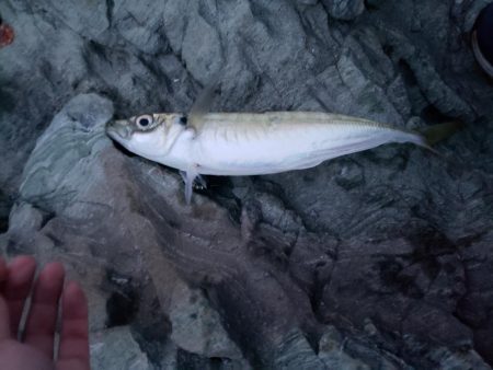 ヘケヘケッ！ちぶい！