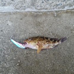 プチsalt water game