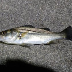 見切られまくりのナイトシーバス