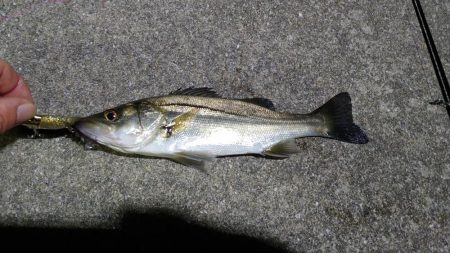 見切られまくりのナイトシーバス