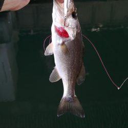 連休初日の朝からナイスバス!