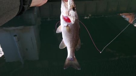 連休初日の朝からナイスバス!