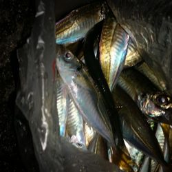 プチsalt water game＆サビキ釣り