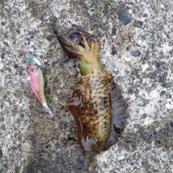 イカの気持ち２