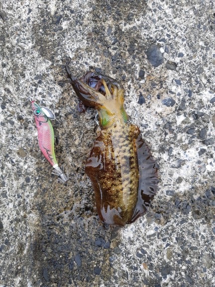 イカの気持ち２