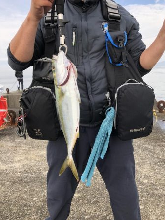 ブリはいずこに