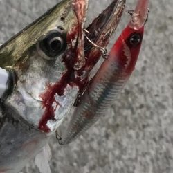 今シーズン初サゴシ！