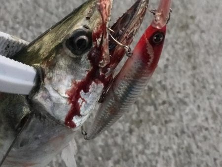 今シーズン初サゴシ！