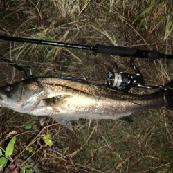 秋の夜長に河鱸