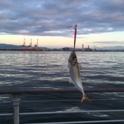 鯖に始まり良型アジ1匹&太刀魚4本