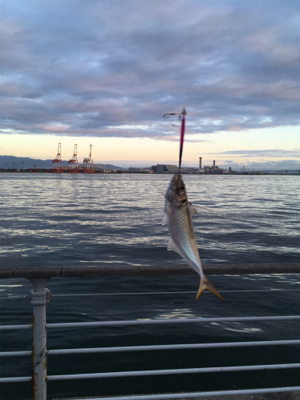 鯖に始まり良型アジ1匹&太刀魚4本
