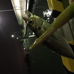 初投稿　アジング