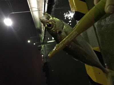 初投稿　アジング