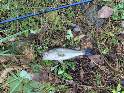 活性低し　ブラックバス