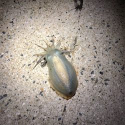 ダイソーメタルジグ❗️