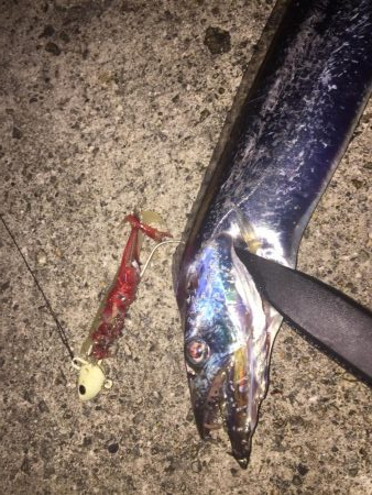 ポーアイ沖タチウオ